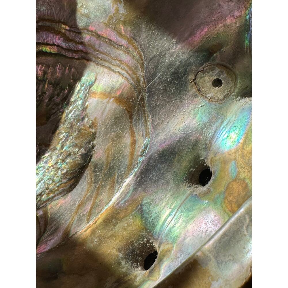 Abalone Mother of Pearl Shell 7x6x2 - Picture 6 of 9